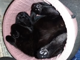 еноты, это интересно.
к примеру, как спит мой кот: