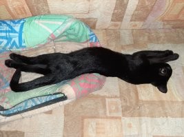 еноты, это интересно.
к примеру, как спит мой кот: