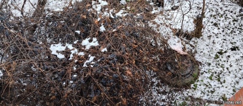 Самое время собирать.. Глянь скока висит за окном