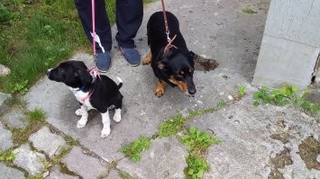 У меня наверное какие то неправильные собаки.))))) Только молодая однажды стянула у сына кусок хлеба со стола. Причём рядом лежал кусок курицы, а хлеб ей понравился больше. И стянула чистенько, элегантно- ни кусочка, ни крошечки, ни пятнышка. И это было месяцев в шесть, семь. Ни до, ни после не было ни погрызей, ни какулей, сцулей где попало, ничего шкоднячего. Только нормальные игры со своими игрушками и туалет на улице очень рано.