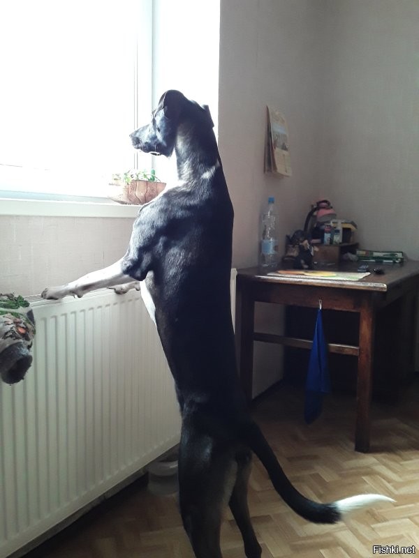 У меня наверное какие то неправильные собаки.))))) Только молодая однажды стянула у сына кусок хлеба со стола. Причём рядом лежал кусок курицы, а хлеб ей понравился больше. И стянула чистенько, элегантно- ни кусочка, ни крошечки, ни пятнышка. И это было месяцев в шесть, семь. Ни до, ни после не было ни погрызей, ни какулей, сцулей где попало, ничего шкоднячего. Только нормальные игры со своими игрушками и туалет на улице очень рано.