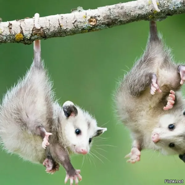 Я узнал этих ребят!