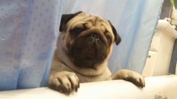 Эхххххх, милота.......а мой уже 3 месяца как на радугу отбыл(((, на фотке пришел проверить, что так долго из ванны не вылезаю