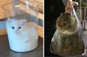 Потому что коты это жидкость.