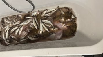Я просто описал что могло пойти не так . Обычно рыбаки мирный народ . Да меня тоже [мат]есит но я сдержанный . В прошлую субботу один орет Алекс на всех 3х клюет , мы сидим пьем чай я говорю там на каждой по 3 крюка так что пускай клюет :) . Я кстати первый раз в жизни видел что бы разрешения на рыбалки проверяли а рыбачу я там 26 лет . Менты приехали и у всех разрешения а меня не стали проверять потому что я с ними на соревнованиях участвовал 4 года назад . Просто поздоровались спросил как клев я ему показал он мне говорит опять за свое и уехали :)
