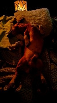 А так спит такса :)