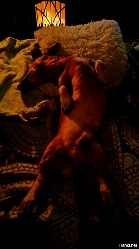 А так спит такса :)