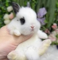 Не любитель, а кролик был декоративный - чуть больше котёнка.