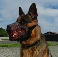 Собака достойно встретила незваного гостя