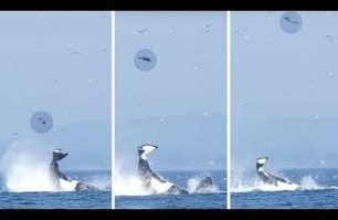 Ещё и с тюленями в бадминтон играют.