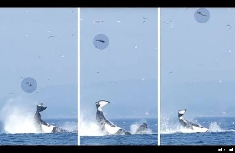 Ещё и с тюленями в бадминтон играют.