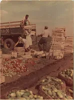 Cо школы осенью нас возили помидоры собирать...но собирали только зелёные а оставшиеся красные за нами трактор перепахивал.Красных домой можно было брать сколько унесёшь.