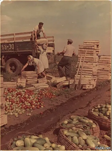 Cо школы осенью нас возили помидоры собирать...но собирали только зелёные а оставшиеся красные за нами трактор перепахивал.Красных домой можно было брать сколько унесёшь.