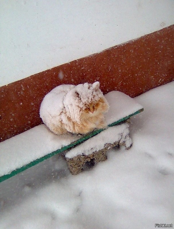 Солянка от 21.12.2025