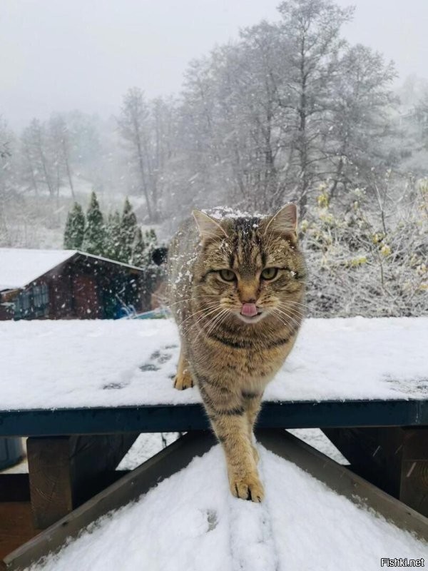 Солянка от 21.12.2025