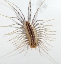 Дома чаще всего сама по себе заводится обыкновенная мухоловка