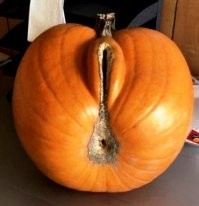 25 запутанных фотографий овощей и фруктов