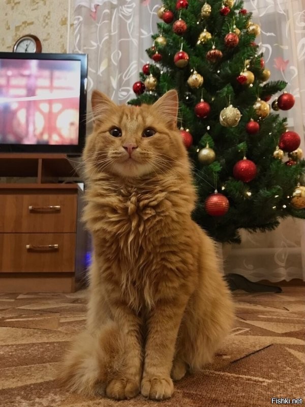Доброе утро