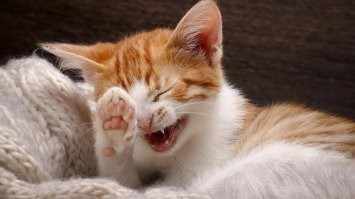 В Евросоюзе ввели санкции против российских кошек