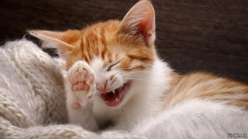 В Евросоюзе ввели санкции против российских кошек