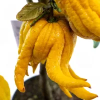 Не лимон....
Есть такой цитрусовый плод "рука Будды"