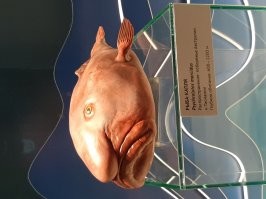 Рыба-капля снятая мною лично в музее Мирового океана в Калининграде. Фейк????