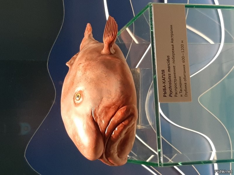Рыба-капля снятая мною лично в музее Мирового океана в Калининграде. Фейк????