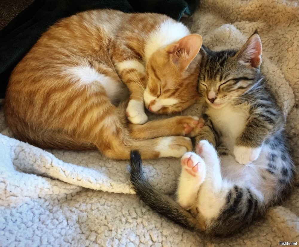 Солянка от 23.12.2025