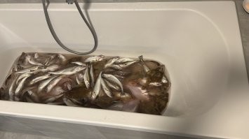 Вот хеки из северного моря , наловил у границ с Францией в 3х морских от Бельгии .  Как видишь на ту фотку что он выставил эти совсем не похожи :)