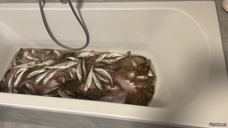 Вот хеки из северного моря , наловил у границ с Францией в 3х морских от Бельгии .  Как видишь на ту фотку что он выставил эти совсем не похожи :)