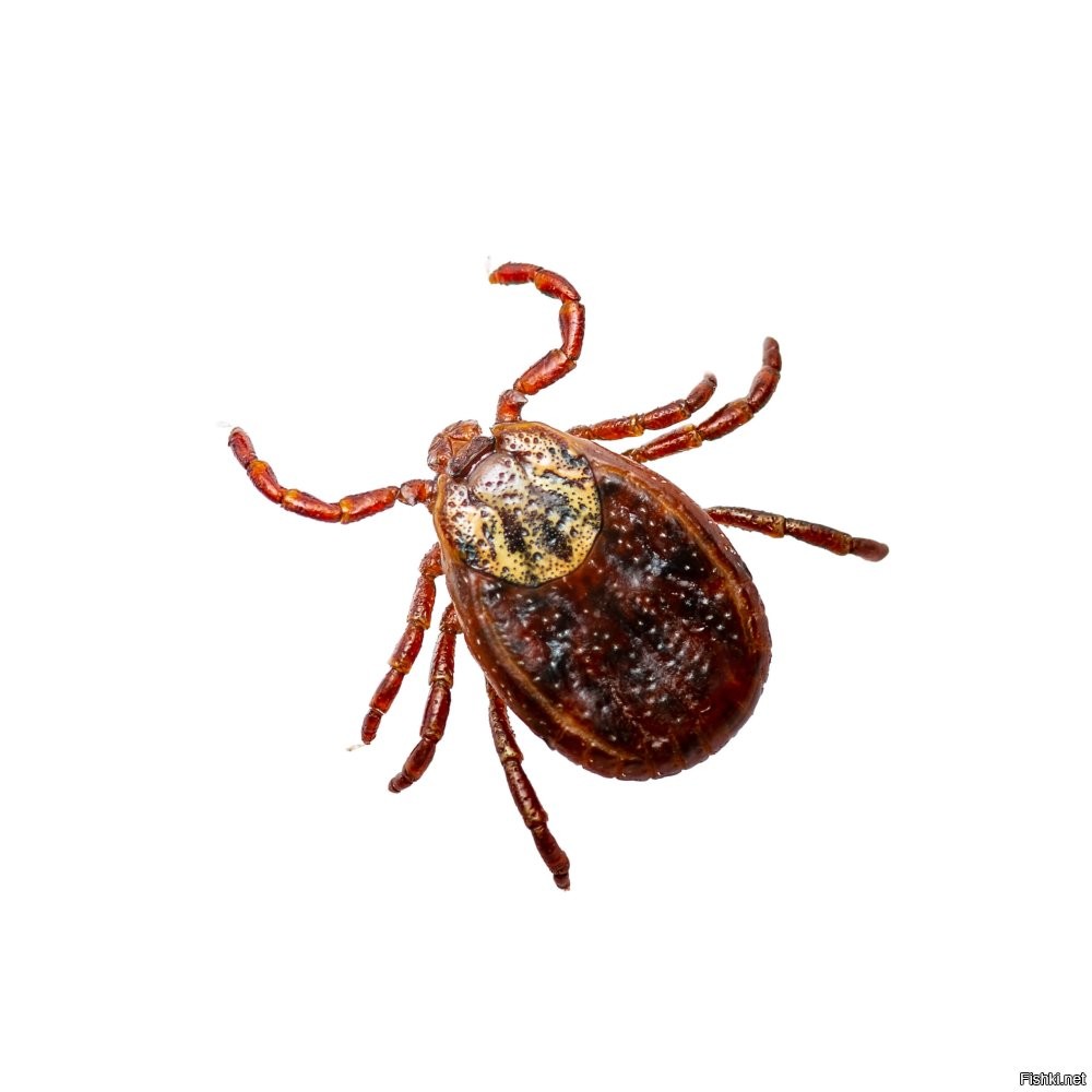 Так выглядит клещ.
И на хвойных породах он не зимует. Даже летом он не забирается на елки.