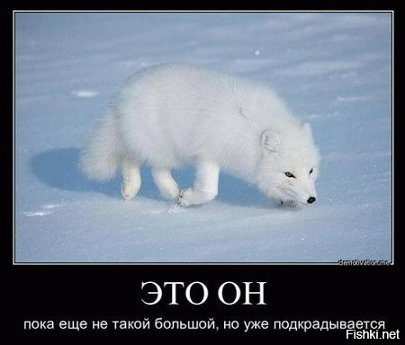 Волки - это еще не все, потом придет песец :)