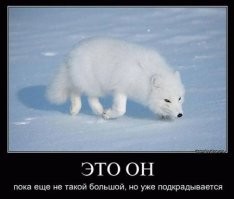 Волки - это еще не все, потом придет песец :)