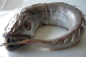 Прошу любить и жаловать: мерлуза (она же хек)