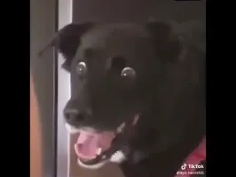 Собака такая