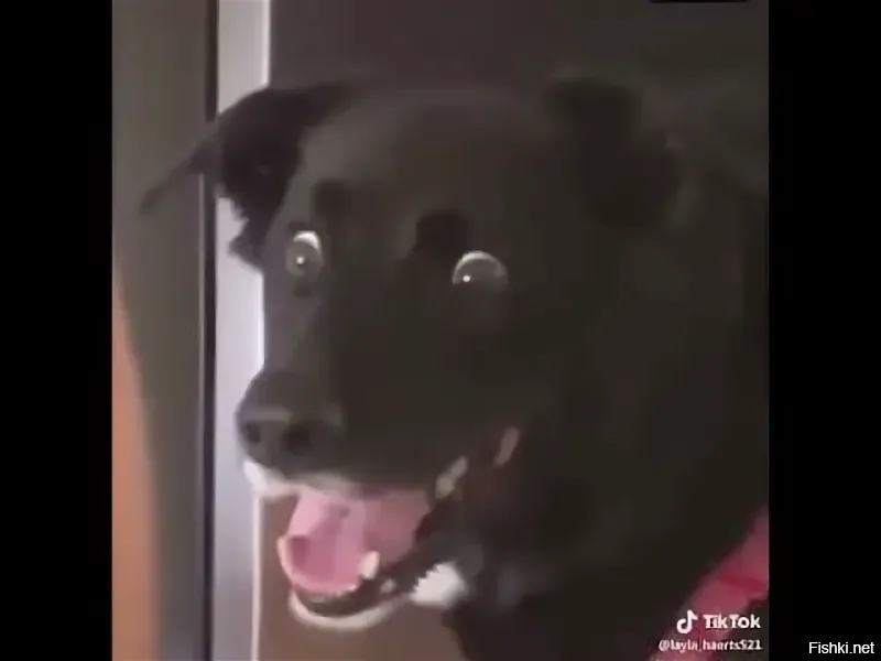 Собака такая