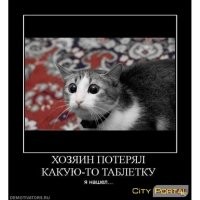 Таблетка помогла котёнку эволюционировать