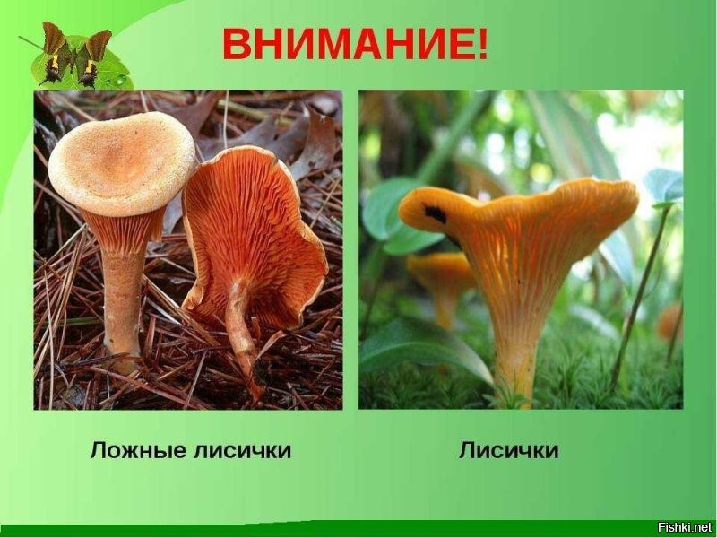 Вы не правы Ложная лисичка (также «говорушка оранжевая», «гигрофоропсис оранжевый»)