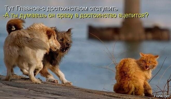 Большая тарелка улыбатора
