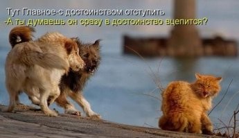 Большая тарелка улыбатора