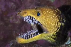 Так еще и челюсти две, Чужого с неё срисовали.