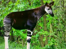 На выходе -окапи.