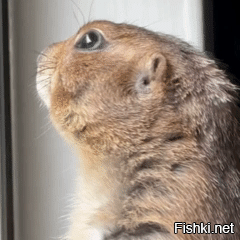 Из жизни луговых собачек