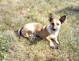 У меня мой мордастый, если ему дать понюхать купюру, резко выхватывал и убегал в будку)
Но что самое характерное, на 500 или 1000 он не велся, выхватывал только 5000)))
Сейчас вроде бы перестал, но думаю, можно снова научить)