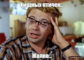 Серая неясыть: её ненавидят все птицы леса