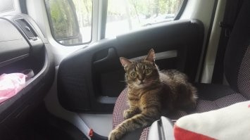 Моя тож не против покататься )