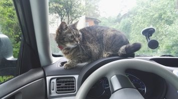 Моя тож не против покататься )