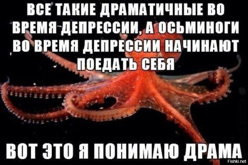 У побережья Калифорнии был замечен редкий семирукий осьминог
