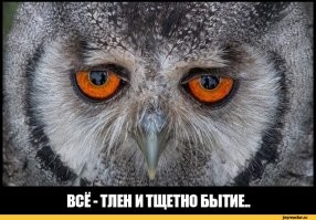 Серая неясыть: её ненавидят все птицы леса