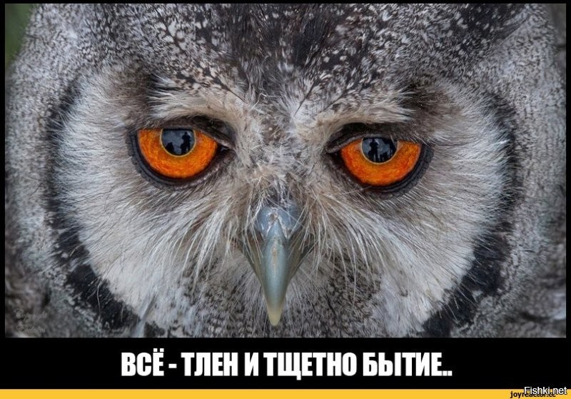 Серая неясыть: её ненавидят все птицы леса